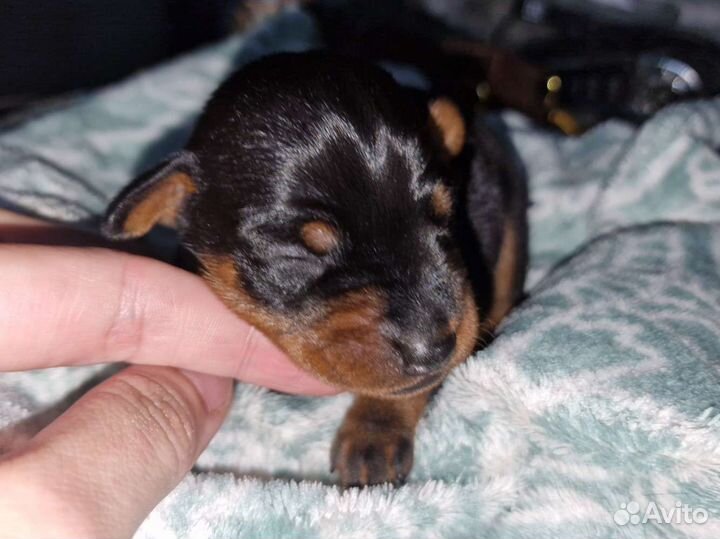 Цвергпинчеры