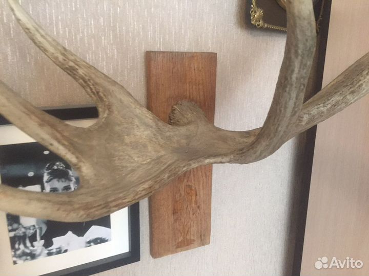 Рога лося подарочные