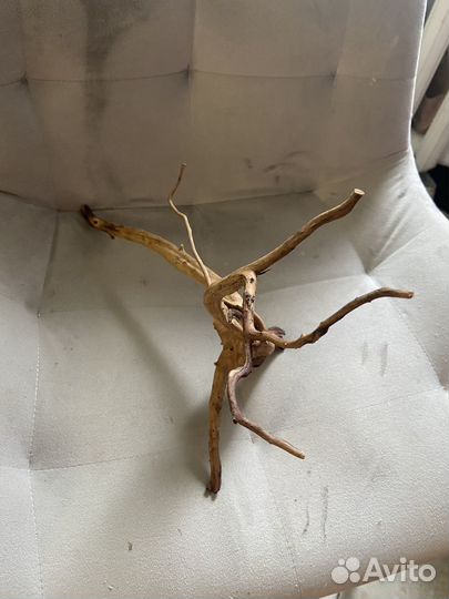 Коряга мангровая