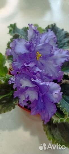 Сортовые фиалки цветущие