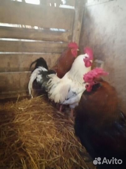 Инкубационное яйцо цыплята несушек бройлеров