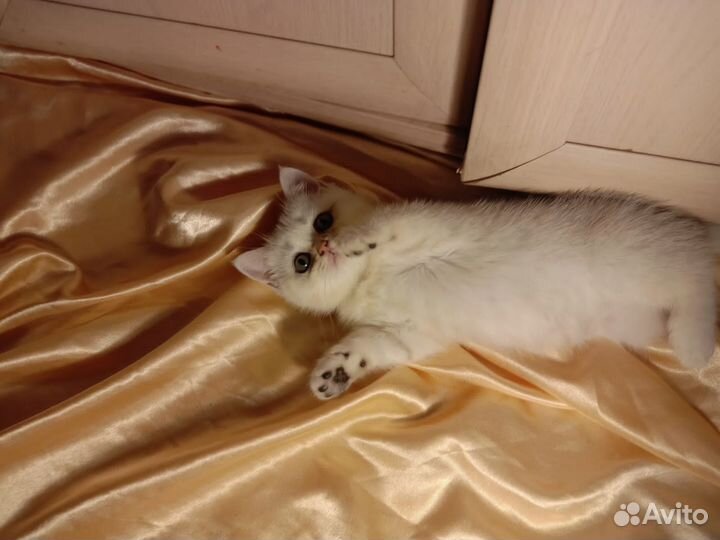 Продается шотландская кото-девочка, страйт