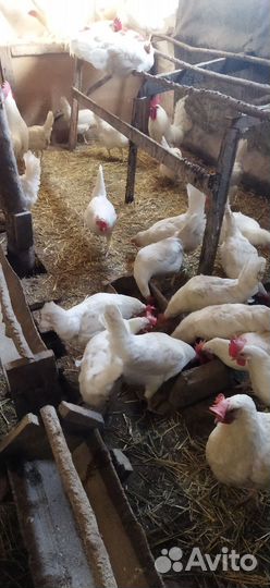 Инкубационное яйцо леггорн