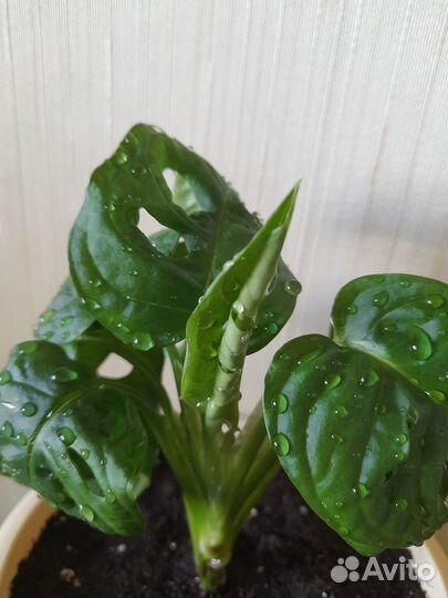 Монстера манки