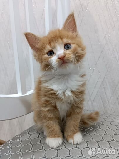 Котята мейн-кун