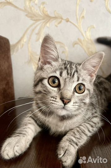 Котенок даром