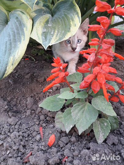 Котята в добрые руки мальчик, девочки