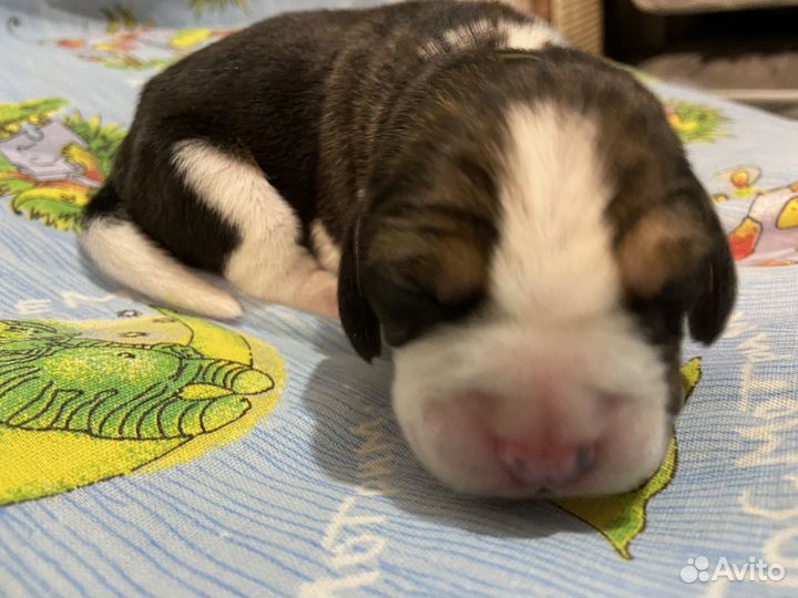 Бигль щенки