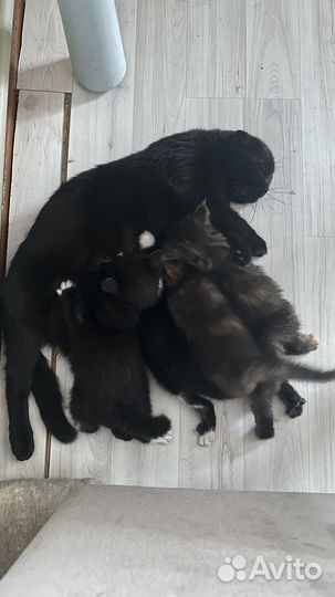 Котята отдам в добрые руки бесплатно