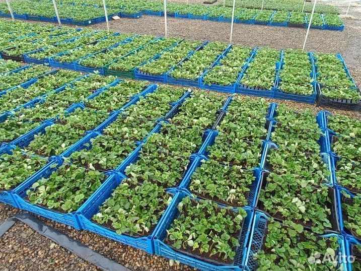 Саженцы клубники Елизавета 2 фриго,зкс