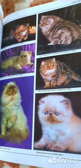 Джульетта Мей Все о породах кошек