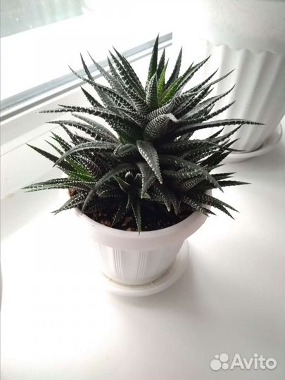 Хавортия полосатая