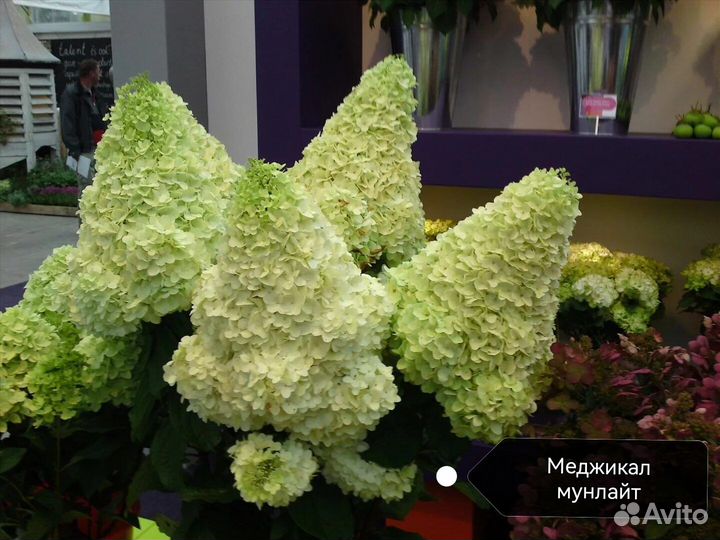 Гортензия Меджикал Мунлайт
