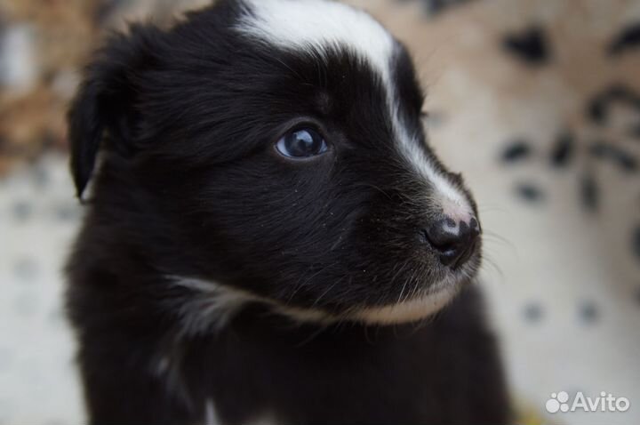 Щенок мальчик