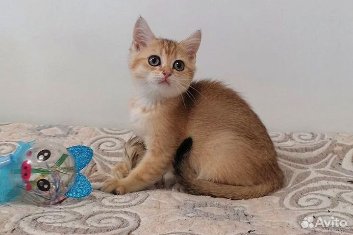 Золотая шиншилла, документы
