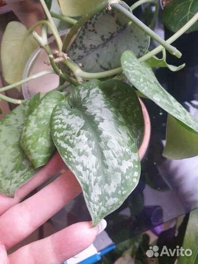 Сциндапсус сильвер сплеш