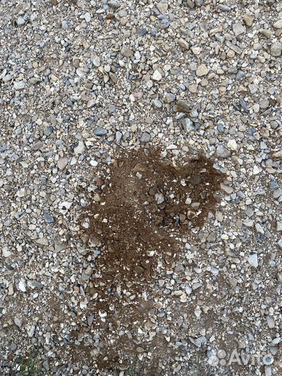 Опгс Пгс Татария 1 сорт (гр0.01) Арт-Шрн2