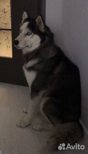 Сибирский хаски