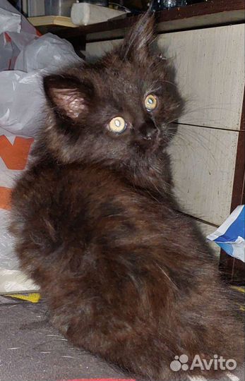Кошки мейн-кун