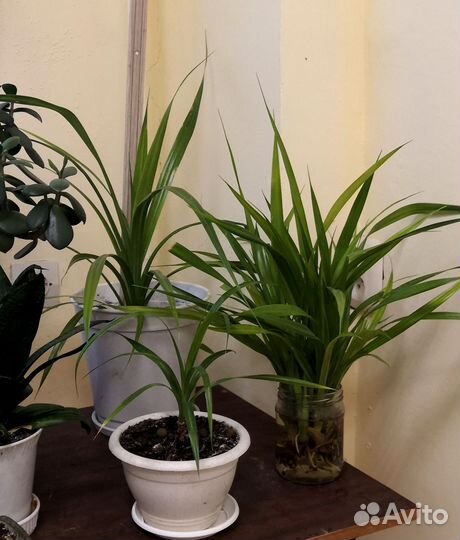 Пандаус Лаис комнатное растение