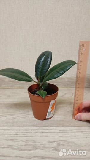 Продам фикус
