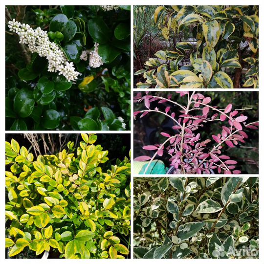 Бирючина 5 сортов,лигуструм