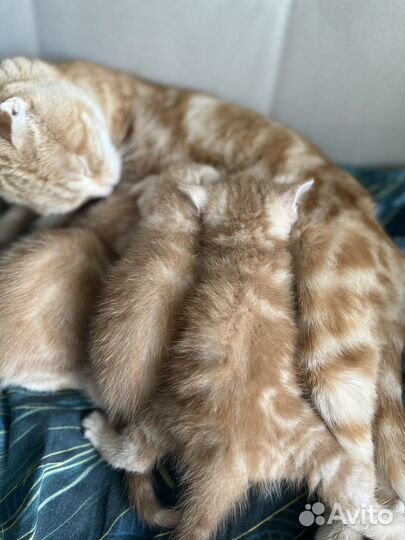 Котята шотландской вислоухой кошки