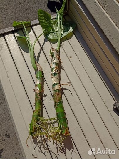 Диффенбахия