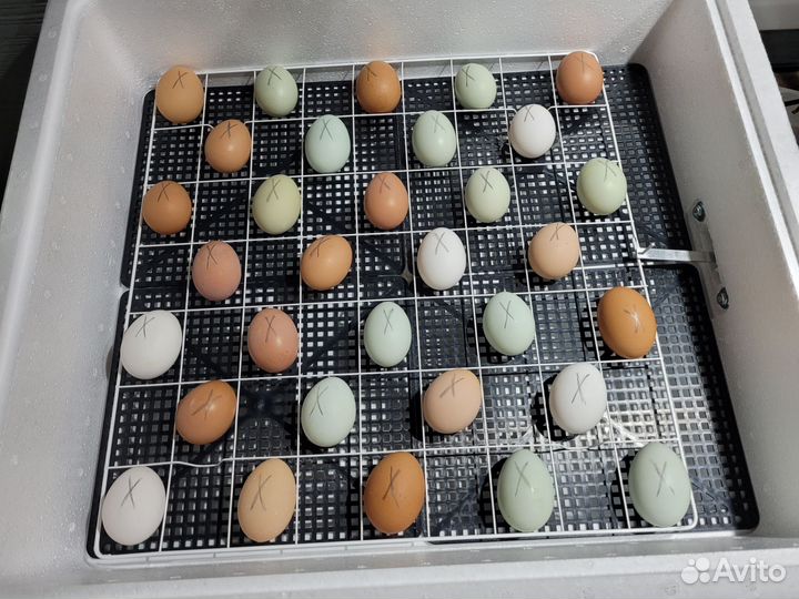 Инкубационные Домашние куриные яйца