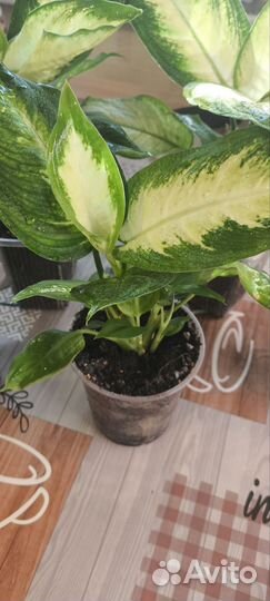 Диффенбахия камила