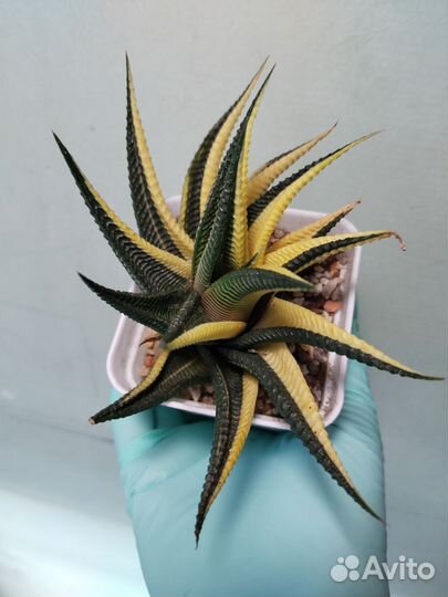 Haworthia limifolia variegata