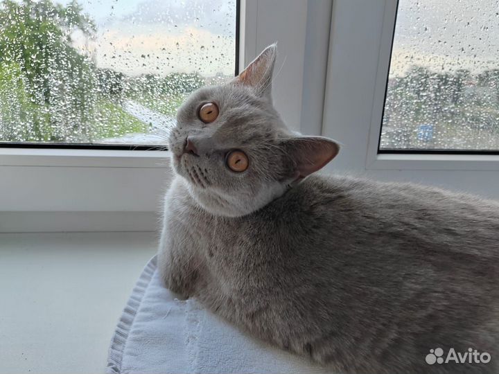 В добрые руки