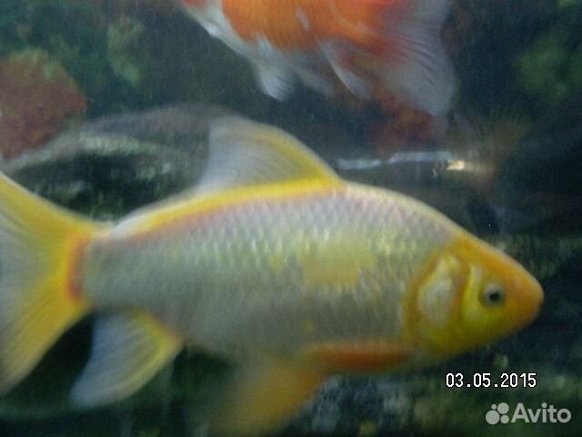 Декоративная Золотая рыба Комета