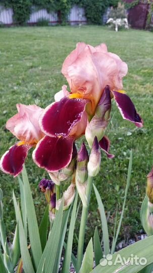 Ирисы бородатые сортовые