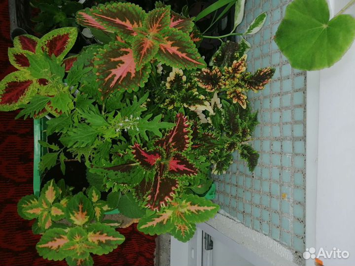 Комнатные растения