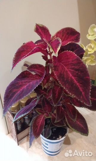 Колеусы вегетативные