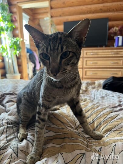 Ориентал (возможно) кот болтушка в добрые руки