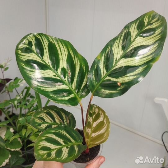 Комнатные растения, цветы с доставкой