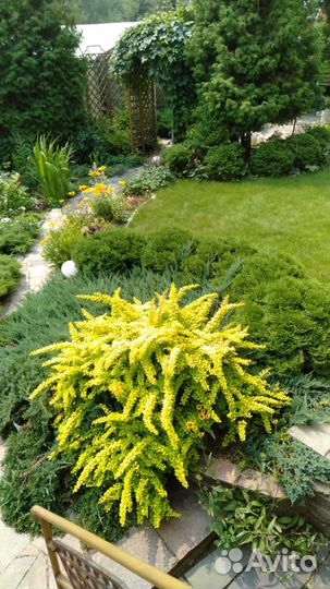 Барбарис желтый