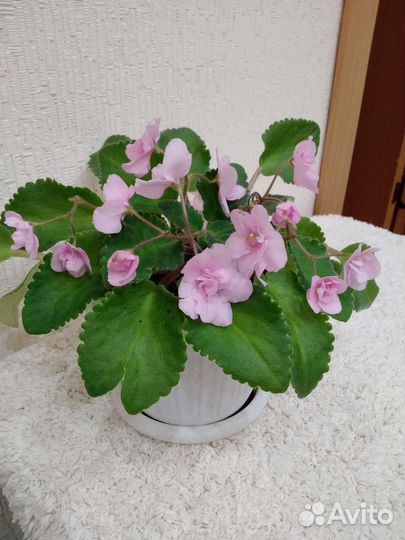 Фиалки цветущие в горшках