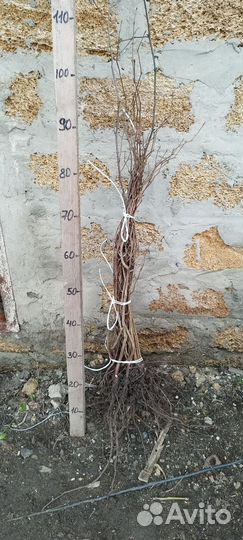 Саженцы фундука