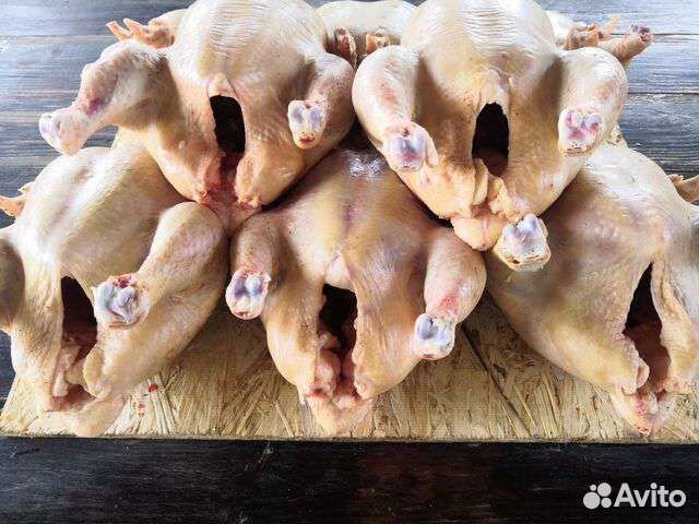 Мясо домашних кур