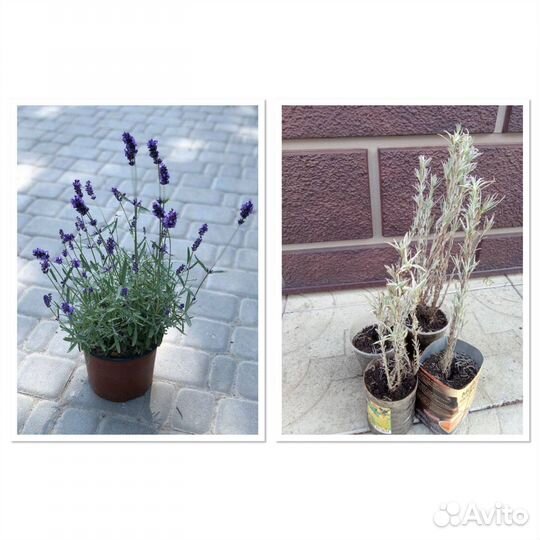 Лаванда узколистная «Синева»