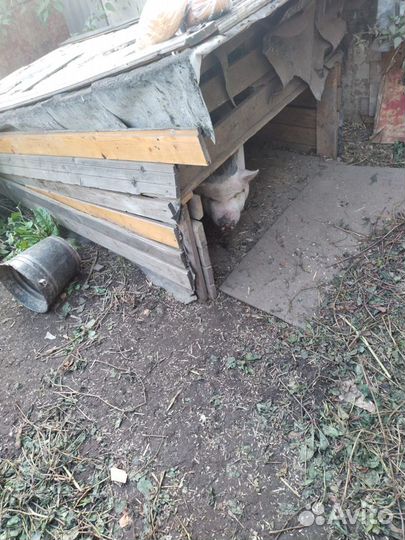 Поросенка продам