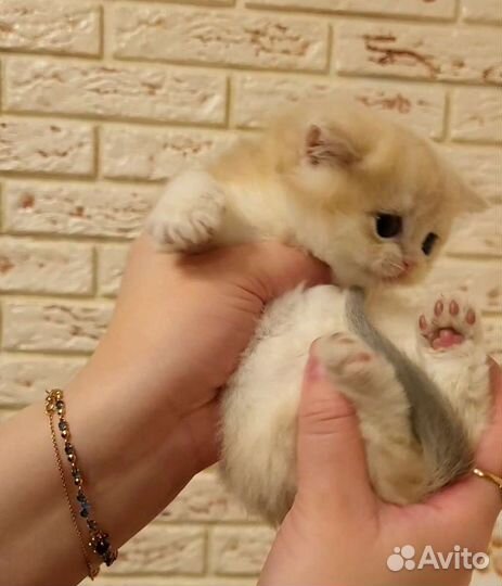 Котята британцы голубое золото
