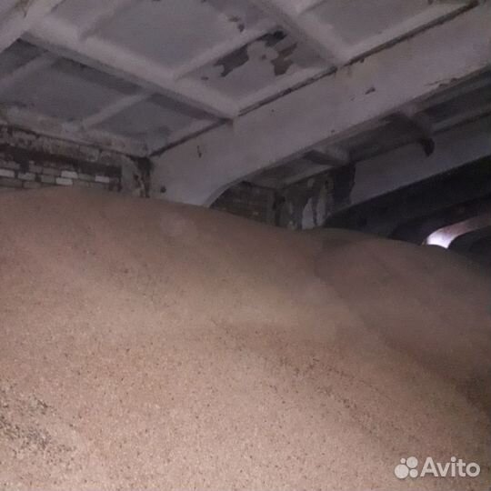 Зерно пшеница