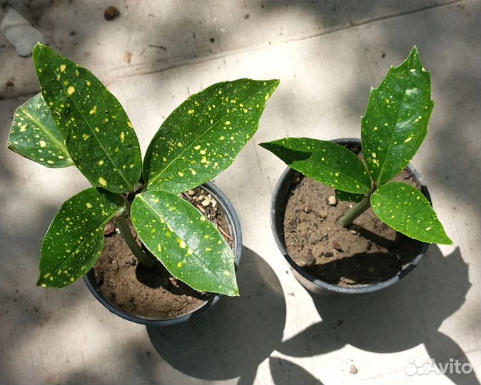 Растения для сада