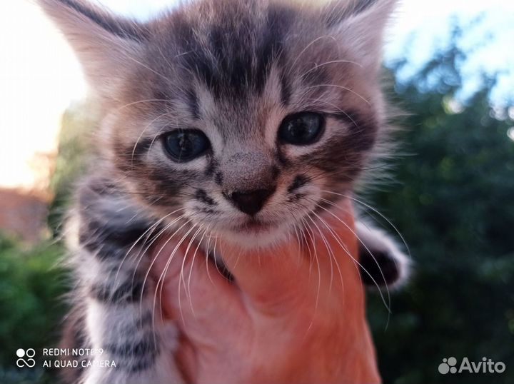 Котята в добрые руки приучены к лотку