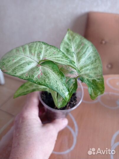 Пеларгонии, сингониумы