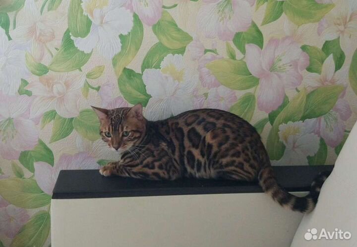 Бенгальский кот